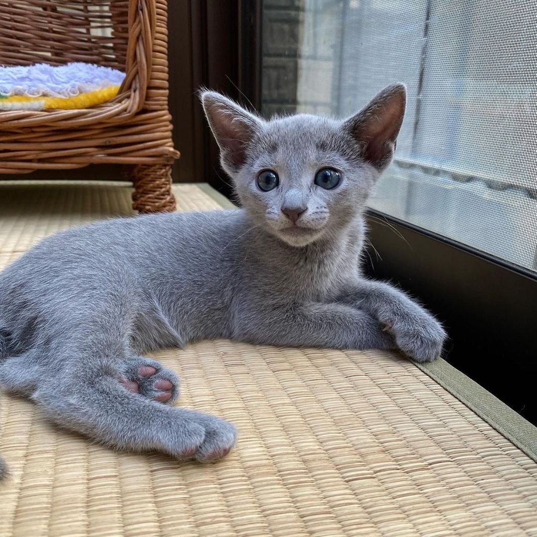 Male Russian Blue kitten for sale Male Russian Blue kitten for sale