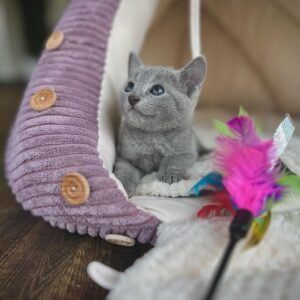 Female Russian Blue Cat