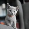 Male Russian Blue Cat