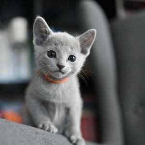 Male Russian Blue Cat