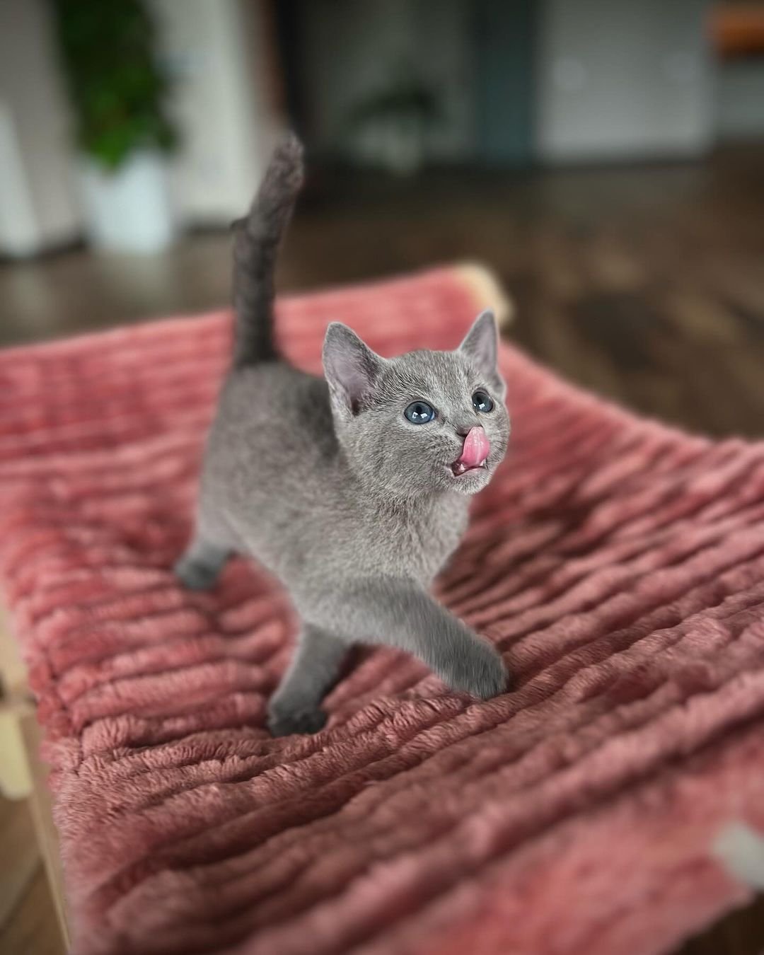 Female Russian Blue kitten for sale Female Russian Blue kitten for sale
