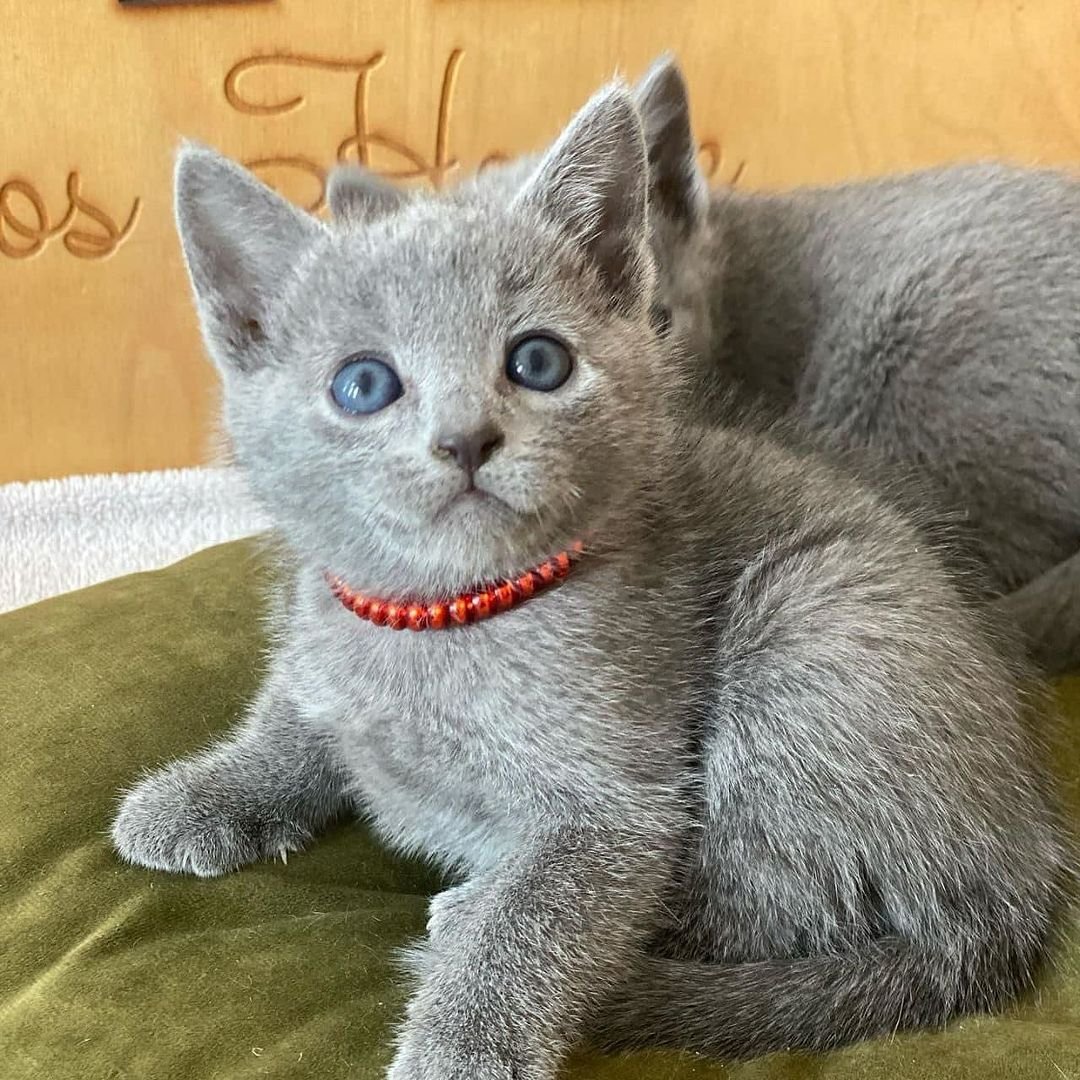 Buy-male-russian-blue-kitten