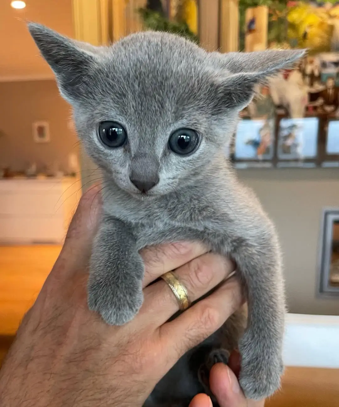 russian blue kitten for adoption russian blue kitten for adoption