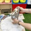 Male Maltipoo Puppy for Sale UK
