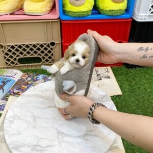 Male Maltipoo Puppy for Sale UK
