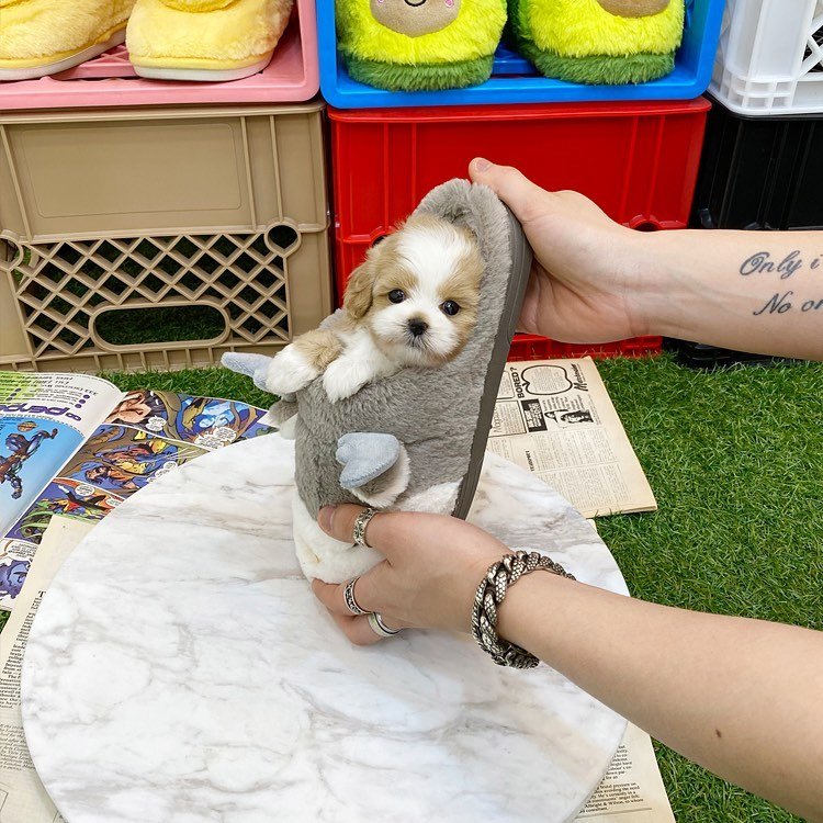 Male Maltipoo Puppy for Sale UK Male Maltipoo Puppy for Sale UK