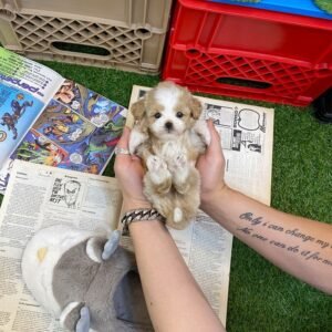 Male Maltipoo Puppy for Sale UK