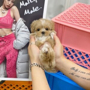 Light Caramel Maltipoo Puppy