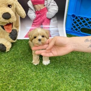 Light Caramel Maltipoo Puppy