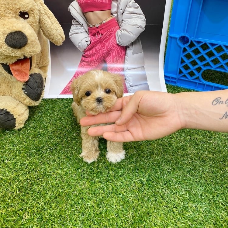 1653156136650 Light Caramel Maltipoo Puppy