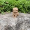Warm Apricot Toy Maltipoo Puppy