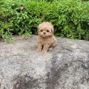 Warm Apricot Toy Maltipoo Puppy