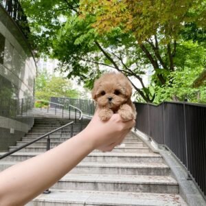 Warm Apricot Toy Maltipoo Puppy UK
