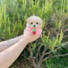 Female Maltipoo Puppy for Sale UK