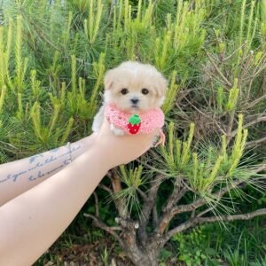 Female Maltipoo Puppy for Sale UK