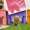Apricot and White Maltipoo Puppy