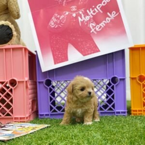 Apricot and White Maltipoo Puppy