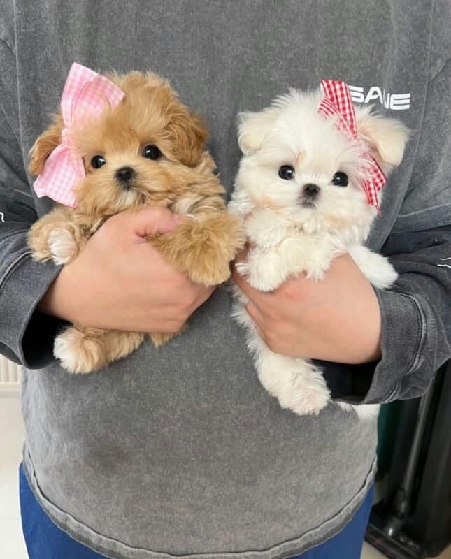 Contact Maltipoo Breeder London