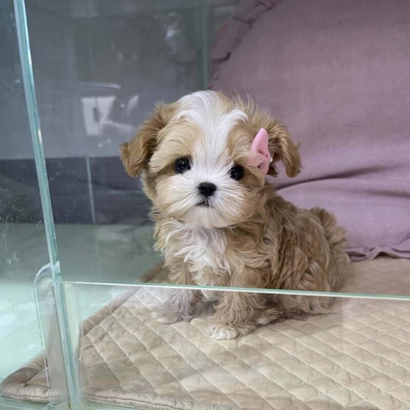 About Maltipoo Home