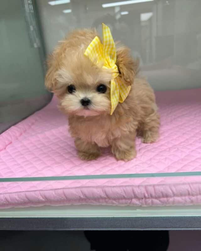 About Maltipoo Home
