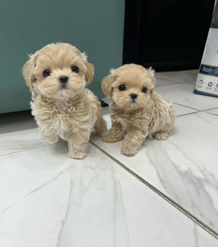 Maltipoo Puppy Delivery UK