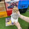 Golden Honey Toy Maltipoo Puppy UK