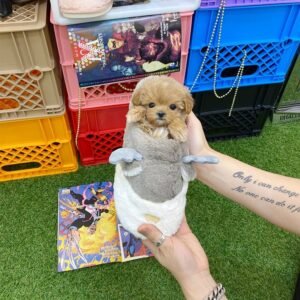 Golden Honey Toy Maltipoo Puppy UK
